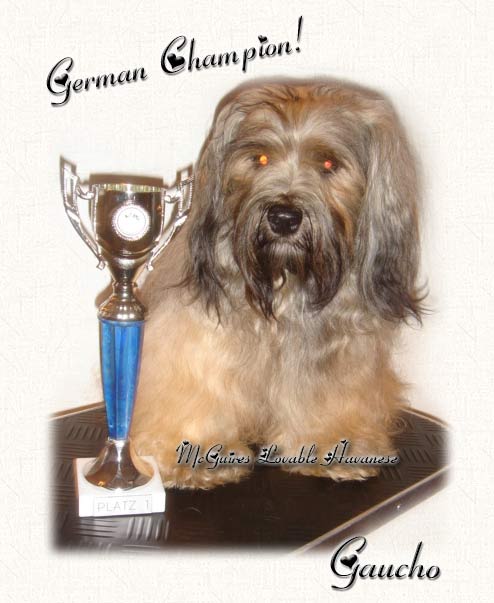 German Havanese Champion