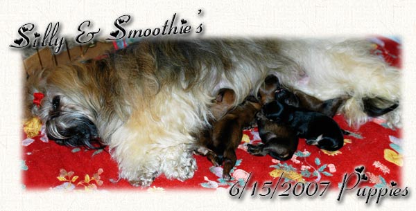 Silly & Smoothies Havanese Puppies Born 6/15/2007